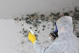 Best Mold Documentation for Insurance Claims  in Castle Rock, CO